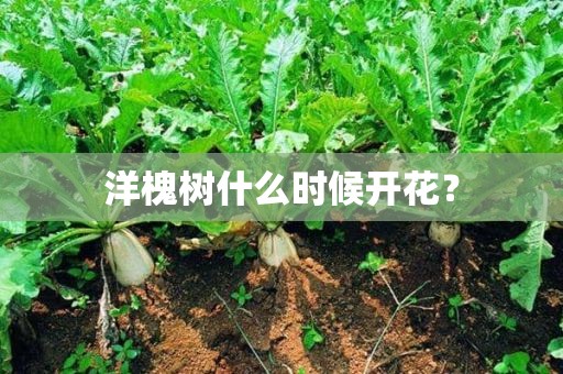 洋槐树什么时候开花？