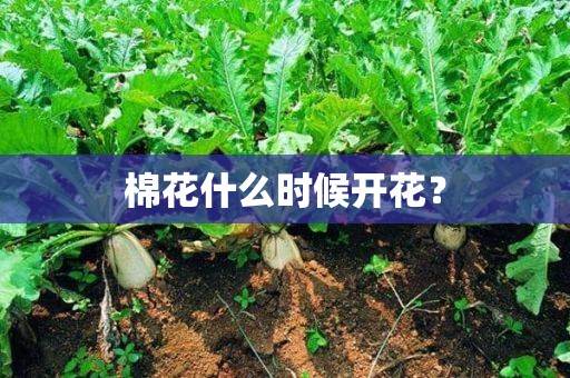 棉花什么时候开花？