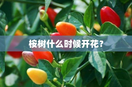 桉树什么时候开花？