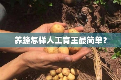 养蜂怎样人工育王最简单？