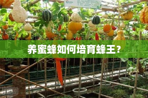 养蜜蜂如何培育蜂王？