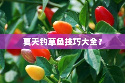 夏天钓草鱼技巧大全？