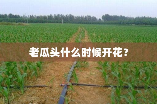 老瓜头什么时候开花？