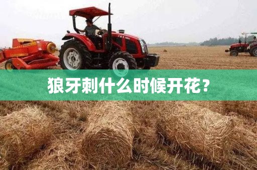 狼牙刺什么时候开花？