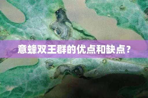 意蜂双王群的优点和缺点？