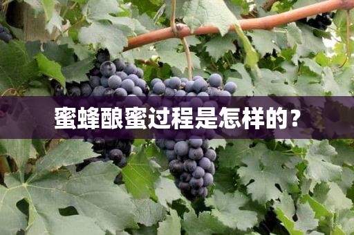 蜜蜂酿蜜过程是怎样的？