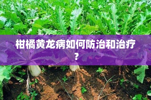 柑橘黄龙病如何防治和治疗？