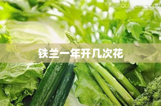 铁兰一年开几次花