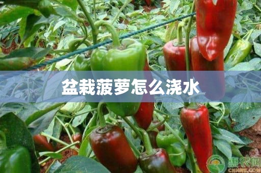 盆栽菠萝怎么浇水