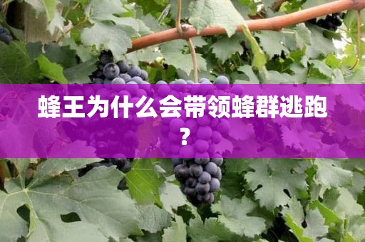 蜂王为什么会带领蜂群逃跑？