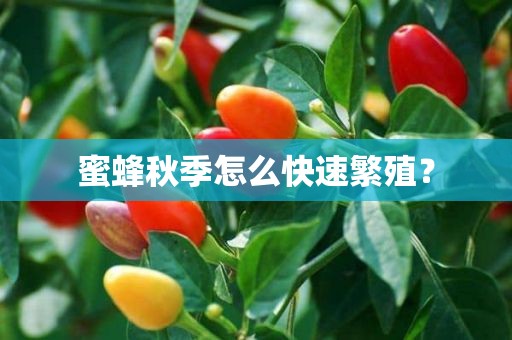 蜜蜂秋季怎么快速繁殖？