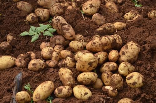 种土豆最好用什么肥料